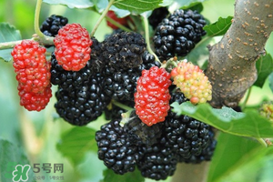 桑葚酸嗎？桑葚為什么酸？