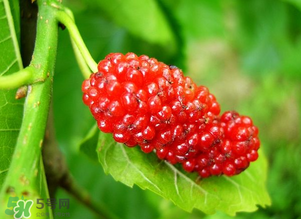 桑葚變紅了可以吃嗎？桑葚發(fā)紅可以吃嗎？