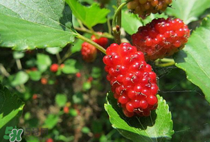 桑葚變紅了可以吃嗎？桑葚發(fā)紅可以吃嗎？