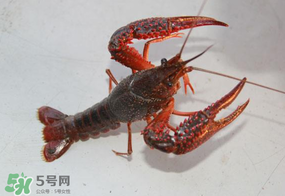四月份能釣龍蝦嗎？4月份能釣龍蝦嗎？