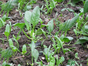 4月份可以種菠菜嗎？菠菜幾月份種？