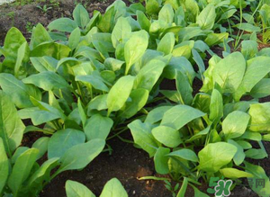 4月份可以種菠菜嗎？菠菜幾月份種？