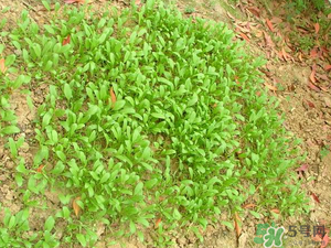 4月份可以種菠菜嗎？菠菜幾月份種？
