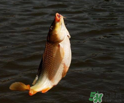 四月份可以釣鯉魚嗎？四月份怎么釣鯉魚？