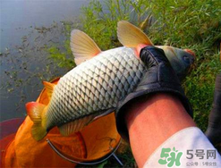 四月份可以釣鯉魚嗎？四月份怎么釣鯉魚？