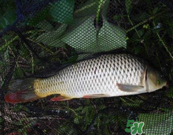 四月份可以釣鯉魚嗎？四月份怎么釣鯉魚？