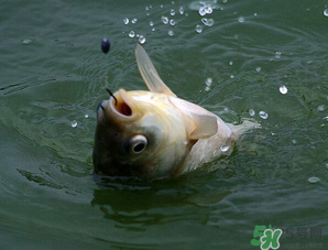 四月份能釣魚嗎？四月份釣什么魚？