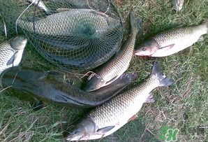 四月份能釣魚嗎？四月份釣什么魚？
