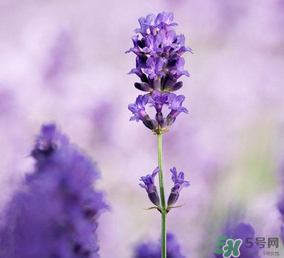 4月份有薰衣草嗎？四月份薰衣草開了嗎？