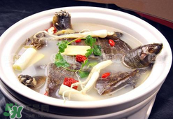 懷孕初期能吃甲魚(yú)嗎？懷孕初期可以吃甲魚(yú)嗎？