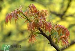 香椿多少錢一斤？香椿芽多少錢一斤2017？