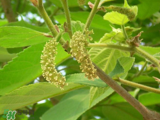 構(gòu)樹花孕婦能吃嗎？構(gòu)樹花孕婦可以吃嗎？