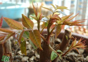 香椿什么時(shí)候發(fā)芽？香椿什么時(shí)候采摘？