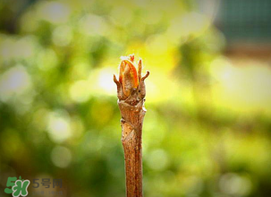 香椿什么時(shí)候發(fā)芽？香椿什么時(shí)候采摘？