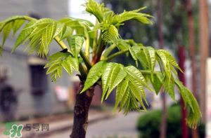 香椿什么時(shí)候發(fā)芽？香椿什么時(shí)候采摘？