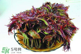 香椿什么時(shí)候上市？香椿幾月份上市？