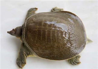 懷孕初期能吃甲魚嗎？懷孕初期可以吃甲魚嗎？