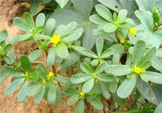 馬齒莧能治白發(fā)嗎？馬齒莧可以治白發(fā)嗎？