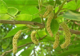 構(gòu)樹穗孕婦能吃嗎？孕婦能吃構(gòu)樹穗嗎？
