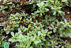 馬齒莧能治白發(fā)嗎？馬齒莧可以治白發(fā)嗎？