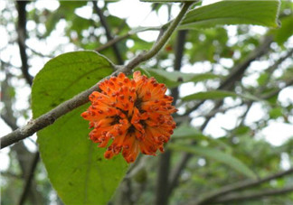 構(gòu)樹花孕婦能吃嗎？構(gòu)樹花孕婦可以吃嗎？