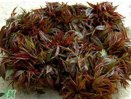 香椿什么味道？香椿吃起來什么味道？