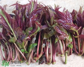 香椿什么味道？香椿吃起來什么味道？