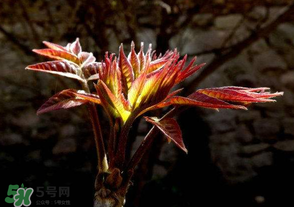 香椿苦能吃嗎？香椿苦怎么做好吃？