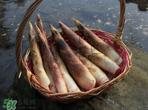 竹筍為什么澀？竹筍如何去澀？