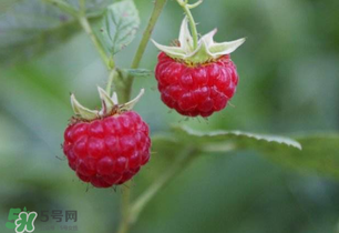 山莓孕婦能吃嗎？山莓孕婦可以吃嗎？