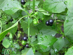 孕婦可以吃龍葵菜嗎？龍葵菜孕婦可以吃嗎？