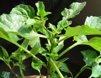 孕婦可以吃龍葵菜嗎？龍葵菜孕婦可以吃嗎？