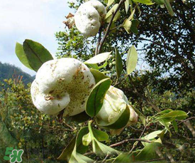 茶耳孕婦能吃嗎？孕婦能吃茶耳嗎？