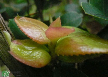 茶耳孕婦能吃嗎？孕婦能吃茶耳嗎？