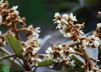 枇杷花孕婦能喝嗎？枇杷花孕婦可以喝嗎？