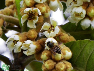 枇杷花孕婦能喝嗎？枇杷花孕婦可以喝嗎？