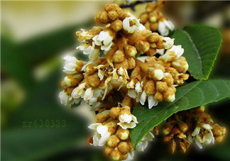 枇杷花孕婦能喝嗎？枇杷花孕婦可以喝嗎？