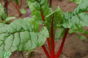 甜菜葉是否可以生吃？甜菜葉可以生吃嗎