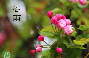 谷雨會下雨嗎？2017年谷雨會下雨嗎？