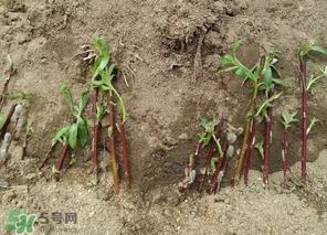 香椿可以扦插嗎？香椿什么時(shí)候扦插？