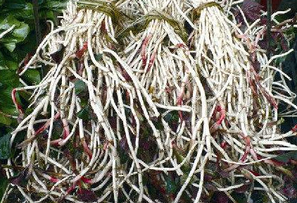 魚(yú)腥草根和葉哪個(gè)好？魚(yú)腥草根好還是葉子好