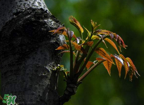 香椿芽可以冷凍嗎？香椿芽怎么冷凍？