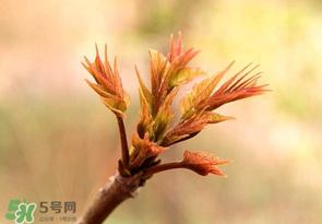 香椿芽可以冷凍嗎？香椿芽怎么冷凍？