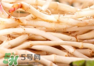 魚(yú)腥草根有什么作用？魚(yú)腥草根的功效與作用