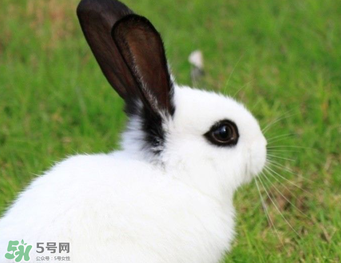 孕婦能吃兔子肉嗎？孕婦可以吃兔子肉嗎？
