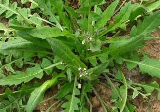 地菜是什么菜？地菜是不是薺菜