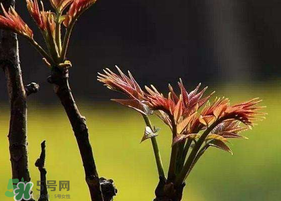 香椿臭嗎？香椿為什么那么臭？