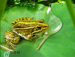 孕婦能吃青蛙嗎？孕婦可以吃青蛙嗎？
