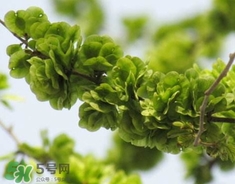 榆錢(qián)怎么保存時(shí)間長(zhǎng)?新鮮榆錢(qián)怎么保存