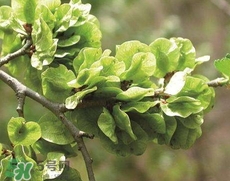 榆錢(qián)怎么保存時(shí)間長(zhǎng)?新鮮榆錢(qián)怎么保存